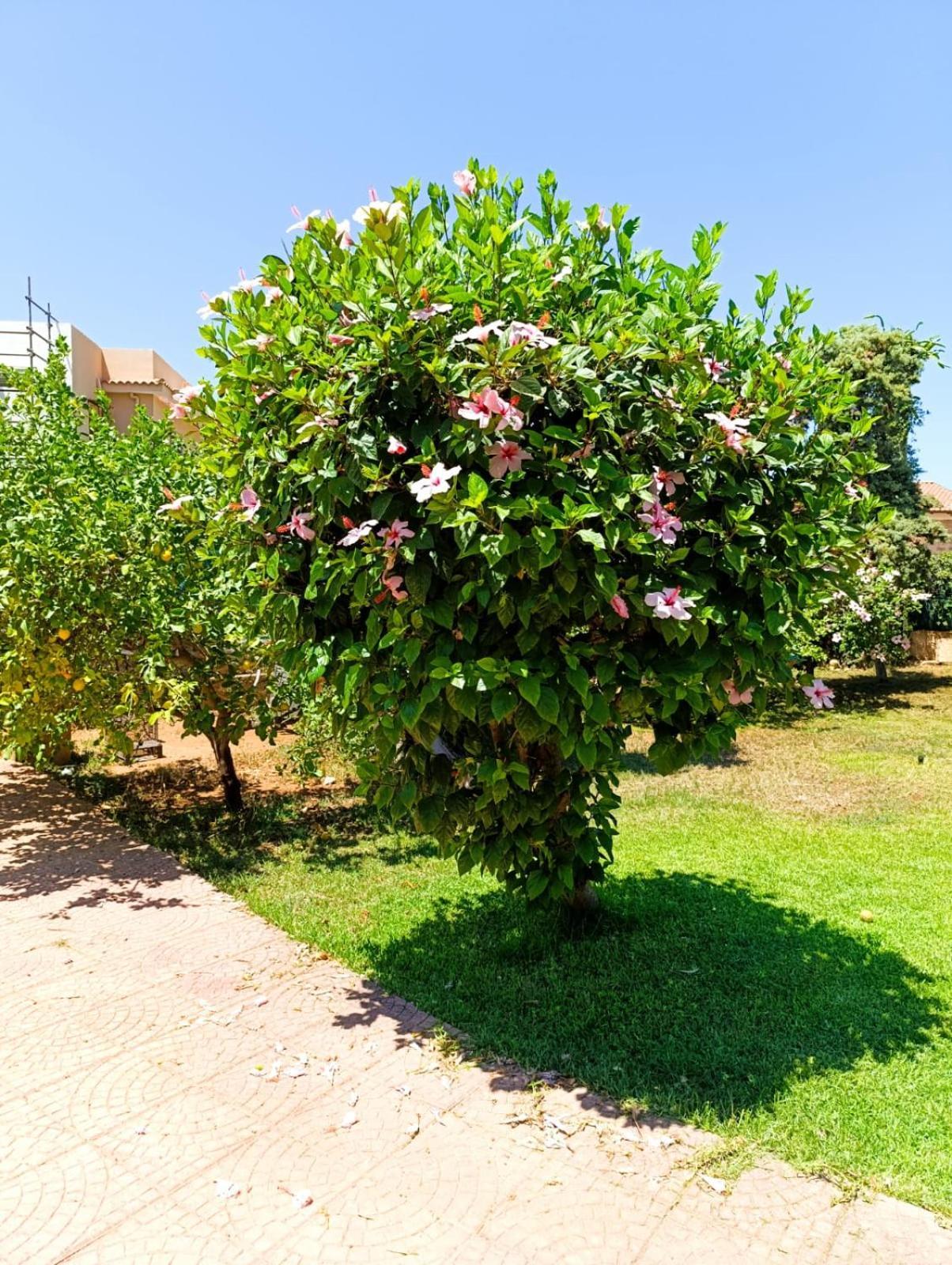 Casa In Giardino A Pochi Passi Dal Mare Villa Palermo Exteriör bild